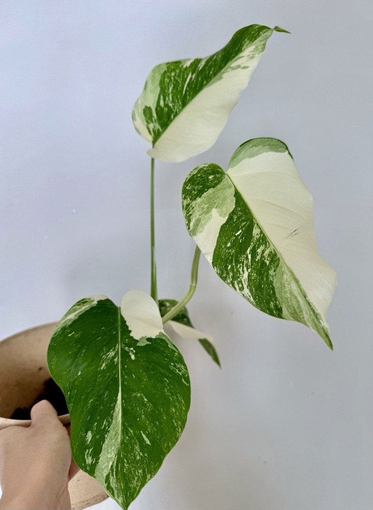 Rooted Variegated Monstera Albo Borsigiana Plant - Earth Day Sale