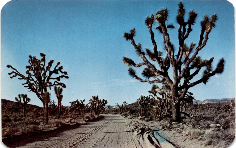 JOSHUA TREE, Western desert area, Nevada, Arizona, Joshua Tree Postcard