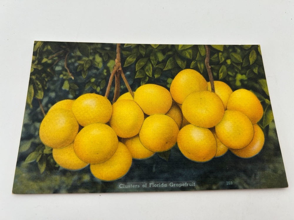 Clusters of Florida Grapefruit Vintage Postcard