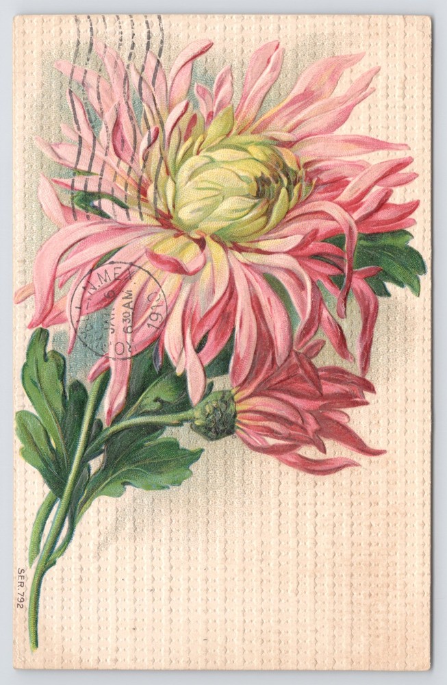 Greetings~Pink Spider Mums On Single Stem~Textured Back~Embossed~1910 Postcard