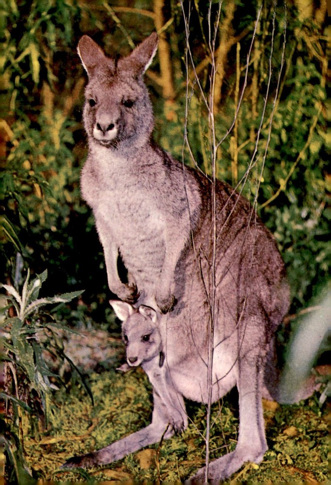 Kangaroo and Joey, National Emblem of Australia Postcard