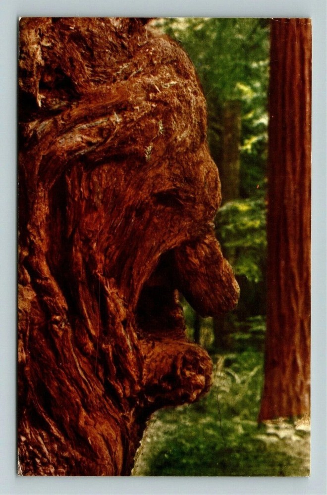 Crescent City CA-California, Old Man Burl, Giant Redwood Tree, Vintage Postcard