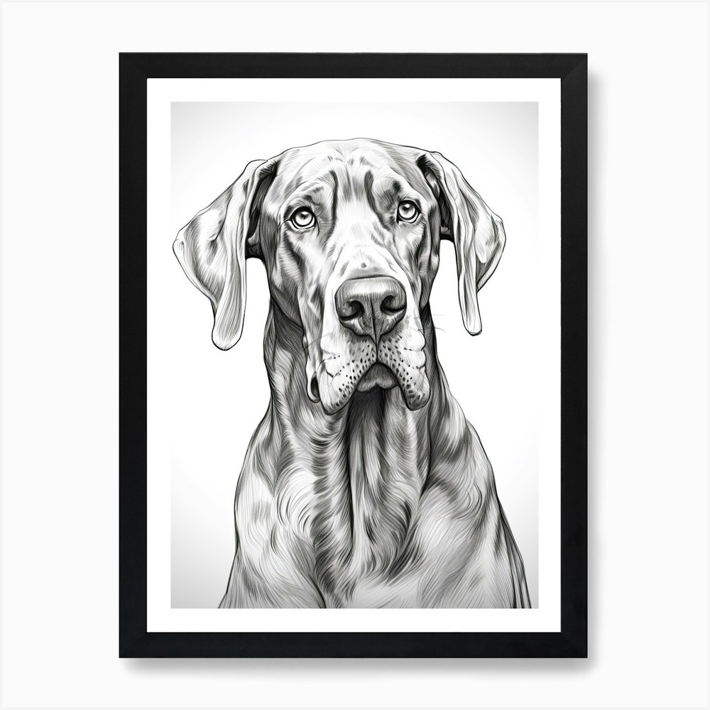 Great Dane Dog, Line Drawing 3 Art  Framed Wall Art Poster Canvas Print Picture