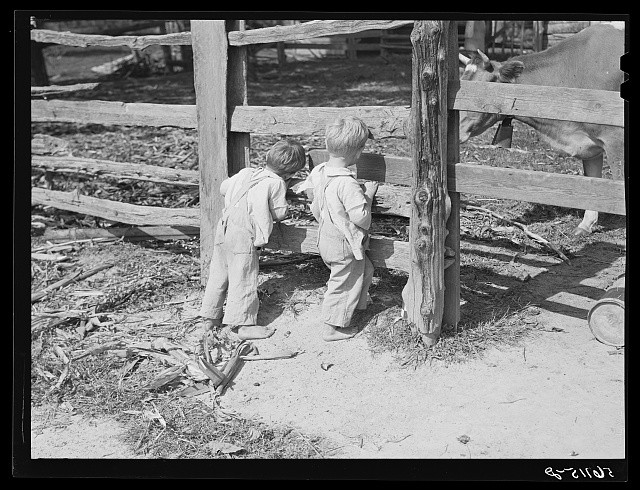 Caswell County North Carolina 1940 FSA Family Watching Bull Calf Farm Loan