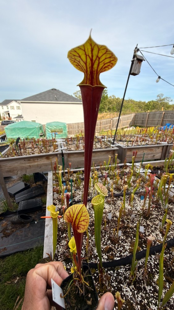 Sarracenia - 🔥🔥 Pure Black Atro x Waccamaw  🔥🔥 (R8)