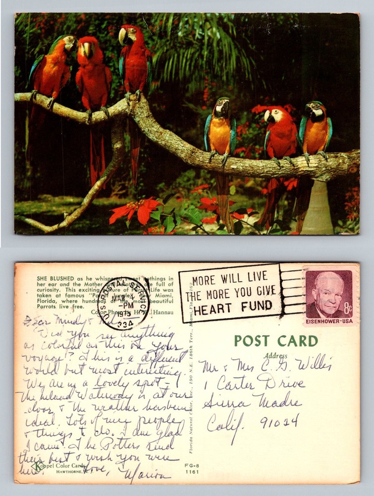 Miami, FL-Florida, Parrot Jungle Colorful Macaws Tropical Birds Vintage Postcard