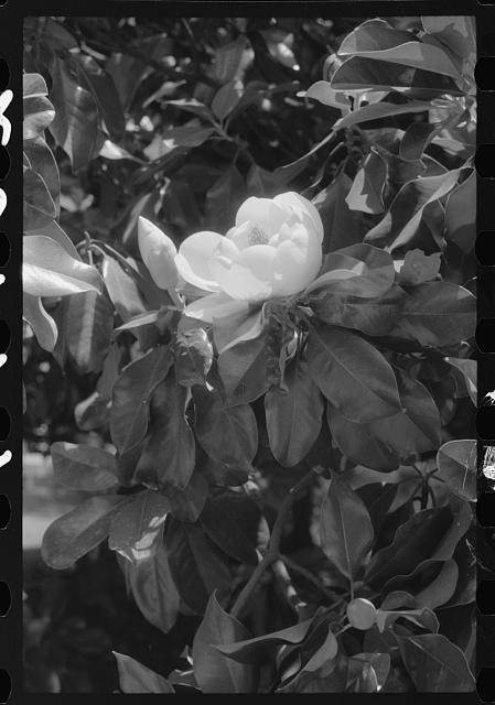 Photo:1930s Magnolia Blossom Flower Close Up Black and White Print