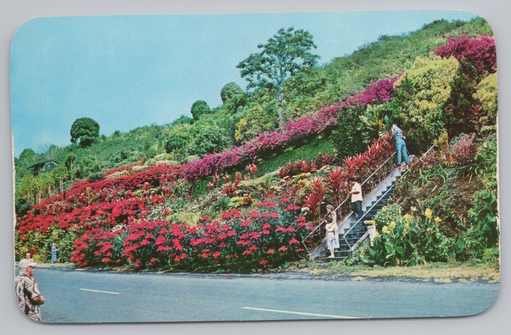 State View~Kona Hawaii~Kealakekua~Machado Gardens~Vintage Postcard