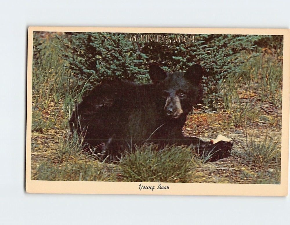 Postcard Young Black Bear McKinley Michigan USA