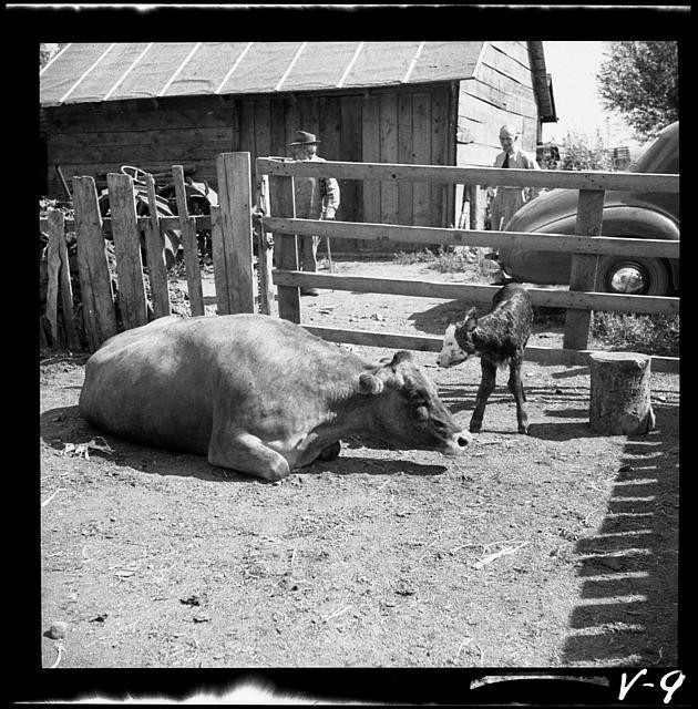 Photo:Sick cow with newborn calf. Fremont County, Idaho