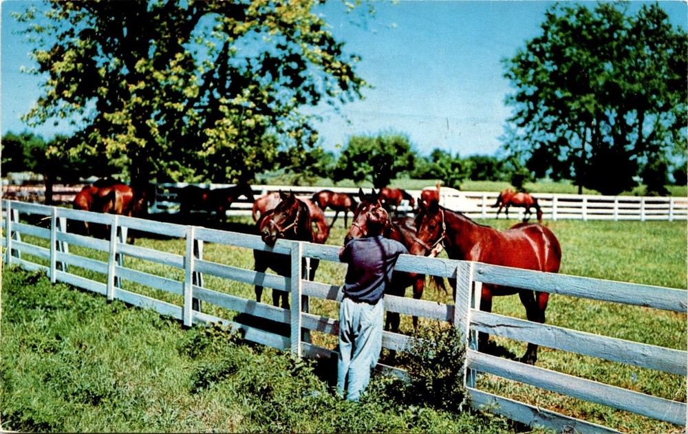 KY, Kentucky, Blue Grass Horse Farm, Lexington, Virginia, Billings, Postcard