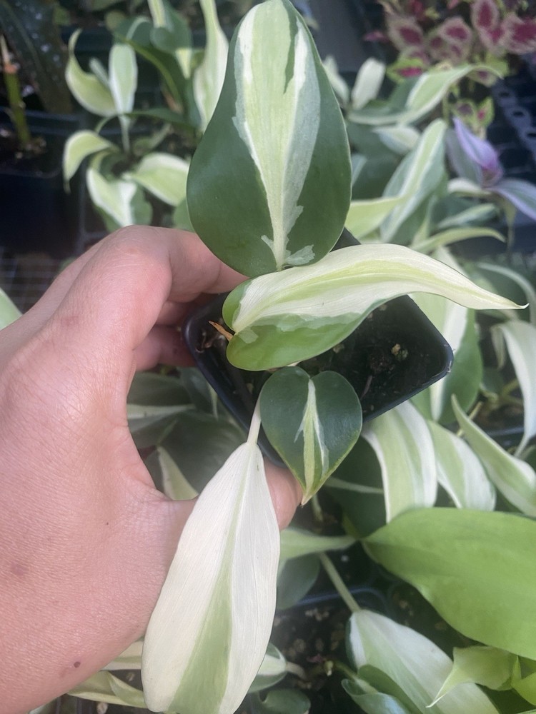 Philodendron Silver Stripe Rooted in 2 inch pot Live Houseplant