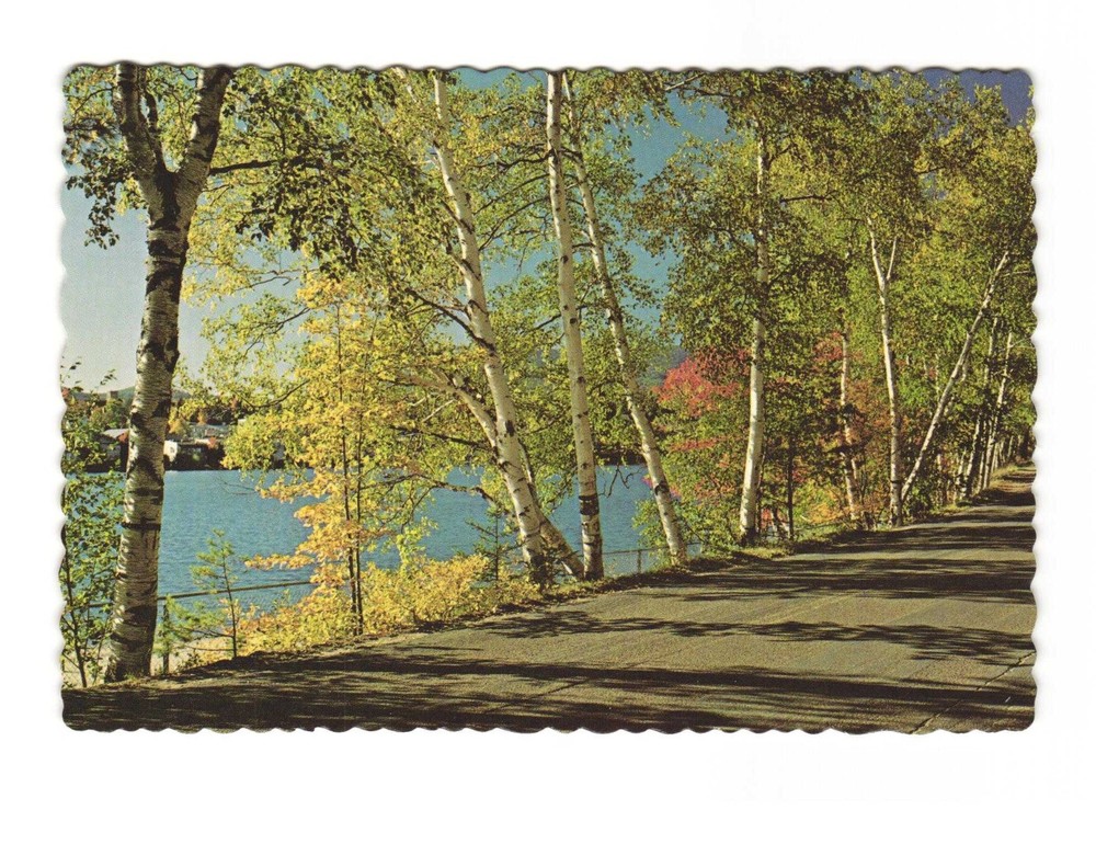 Silvery birches at Lake Placid the Olympic Village VTG postcard Unp