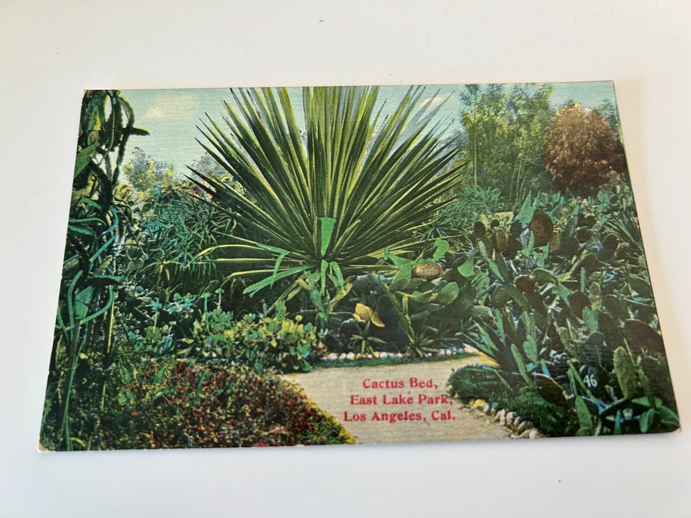 Cactus Bed East Lake Eastlake Park Los Angeles California Postcard