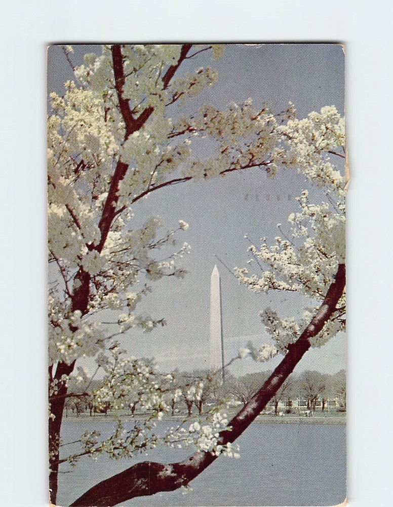 Postcard Washington Monument & Cherry Trees in Bloom Washington DC USA