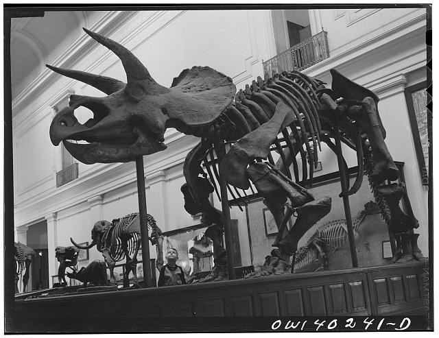 Triceratops Skeleton Museum Exhibit 1930s 1940s Dinosaur Fossil Display