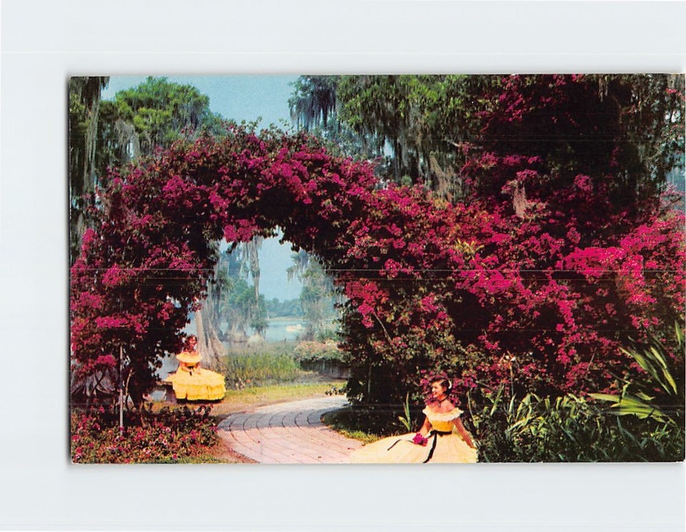 Postcard Arbor of Purple Bougainvillea at Florida Cypress Gardens USA