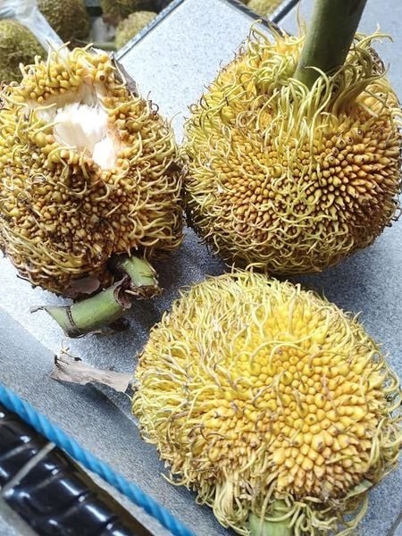 Artocarpus Sericarpus