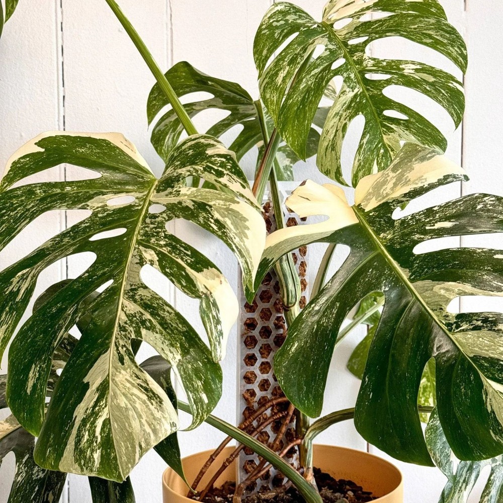 Monstera White Tiger Albo House Variegated Rare Tropical Starter Plant Cuttings
