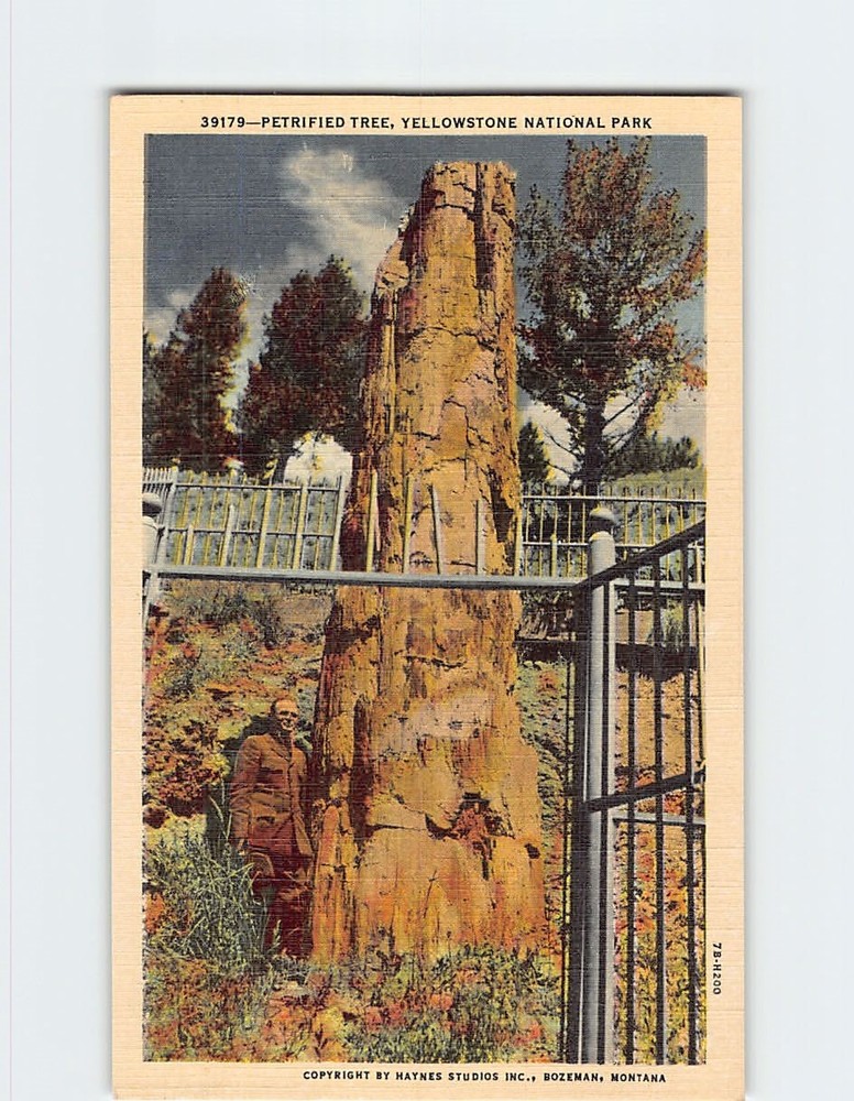 Postcard Petrified Tree Yellowstone National Park Wyoming USA