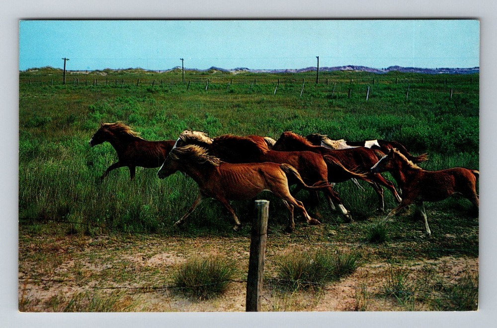 Ocracoke Island, NC-North Carolina, Ponies National Park Range Vintage Postcard