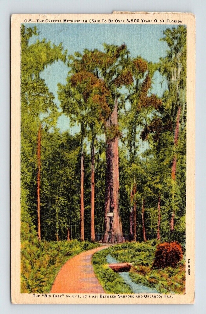 Florida Cypress Methuselah Historic Natural Landmark Linen Cancel WOB Postcard