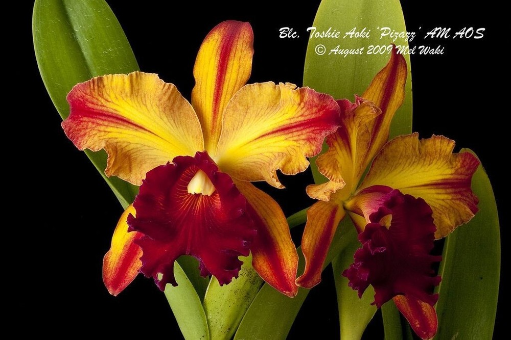 (181 b3) Blc.Toshie Aoki Pizazz   AM/AOS     young plant