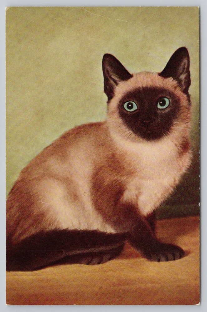 Cute Siamese Cat chrome UNP Postcard