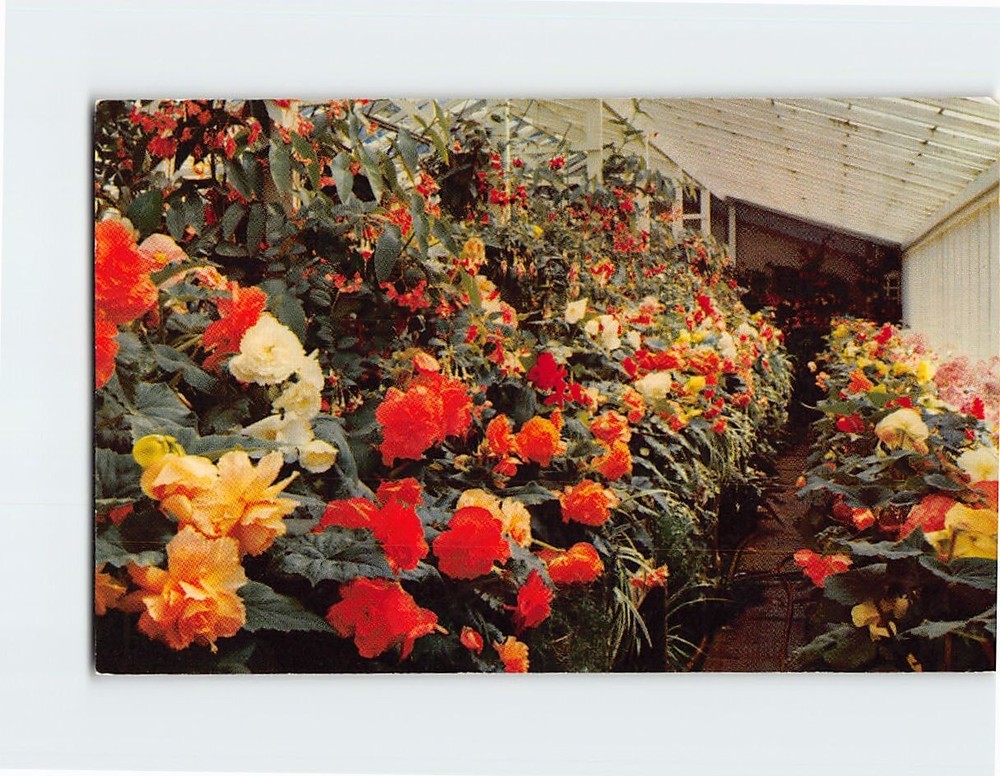 Postcard The Begonias The Butchart Gardens Victoria British Columbia Canada