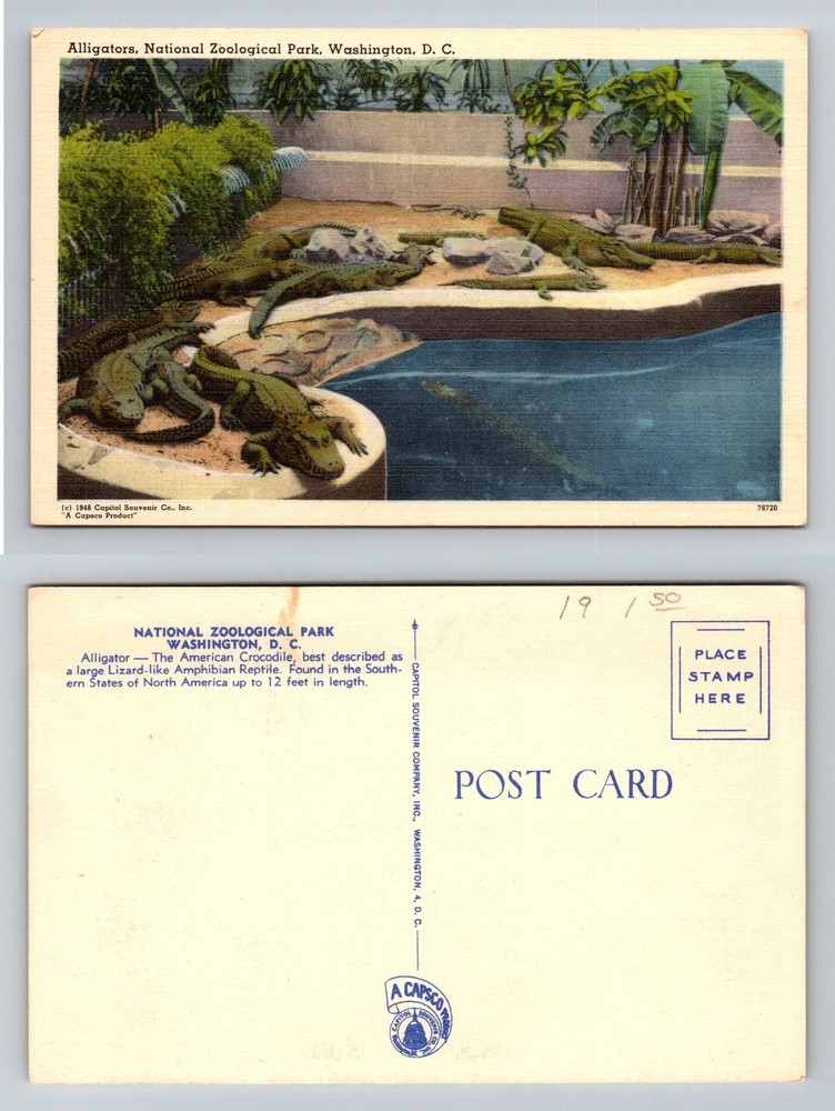 Washington, DC-District of Columbia, Alligators Zoological Park Vintage Postcard