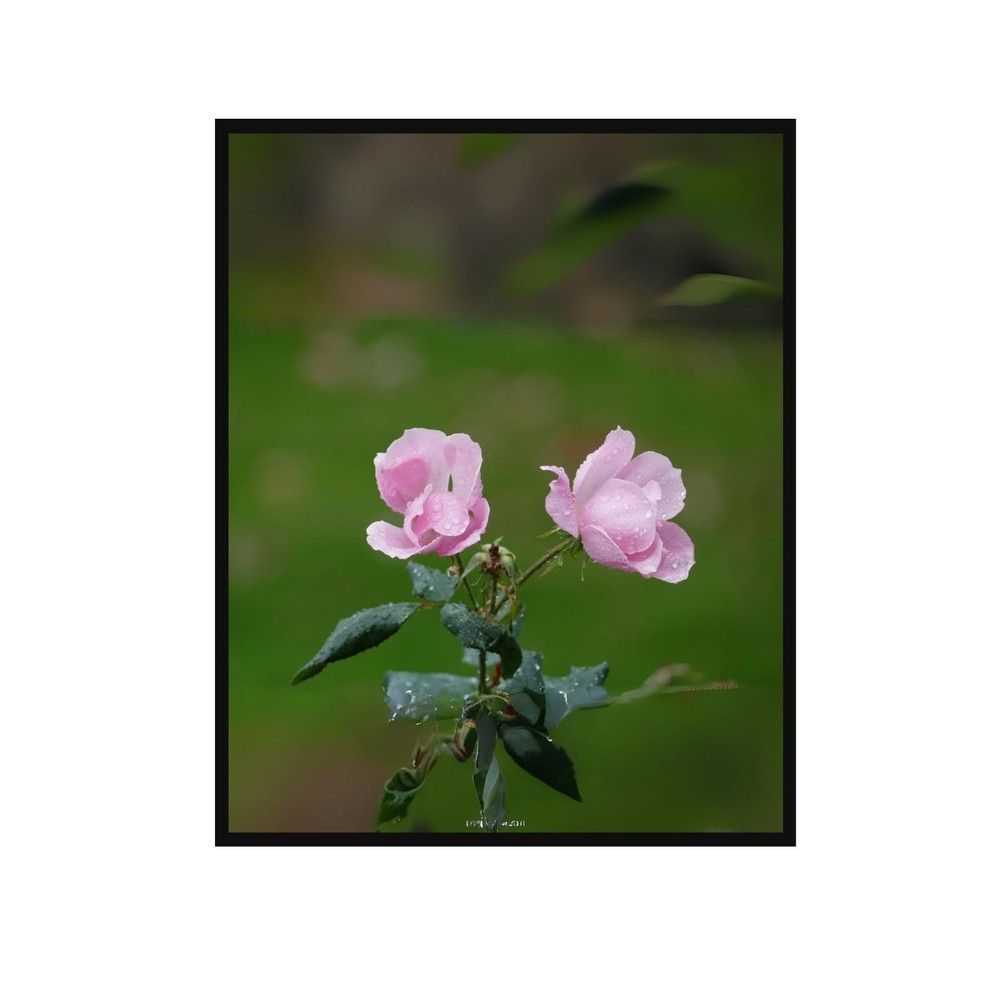 Pink Floribunda Rose Poster – Botanical Floral Wall Art, Serene Home Decor Print