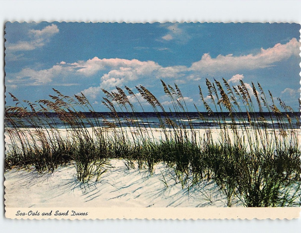 Postcard Sea-Oats & Sand Dunes Along Florida's Coast Line