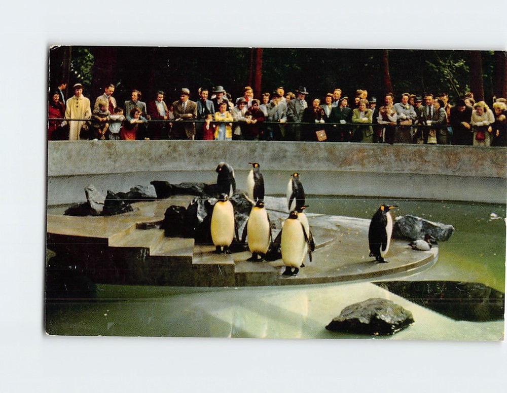 Postcard Penguins in Stanley Park Zoo Vancouver British Columbia Canada
