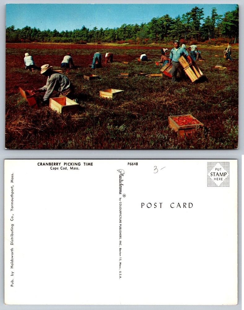 Vintage Cape Cod Massachusetts Cranberry Picking Time Plastichrome Postcard