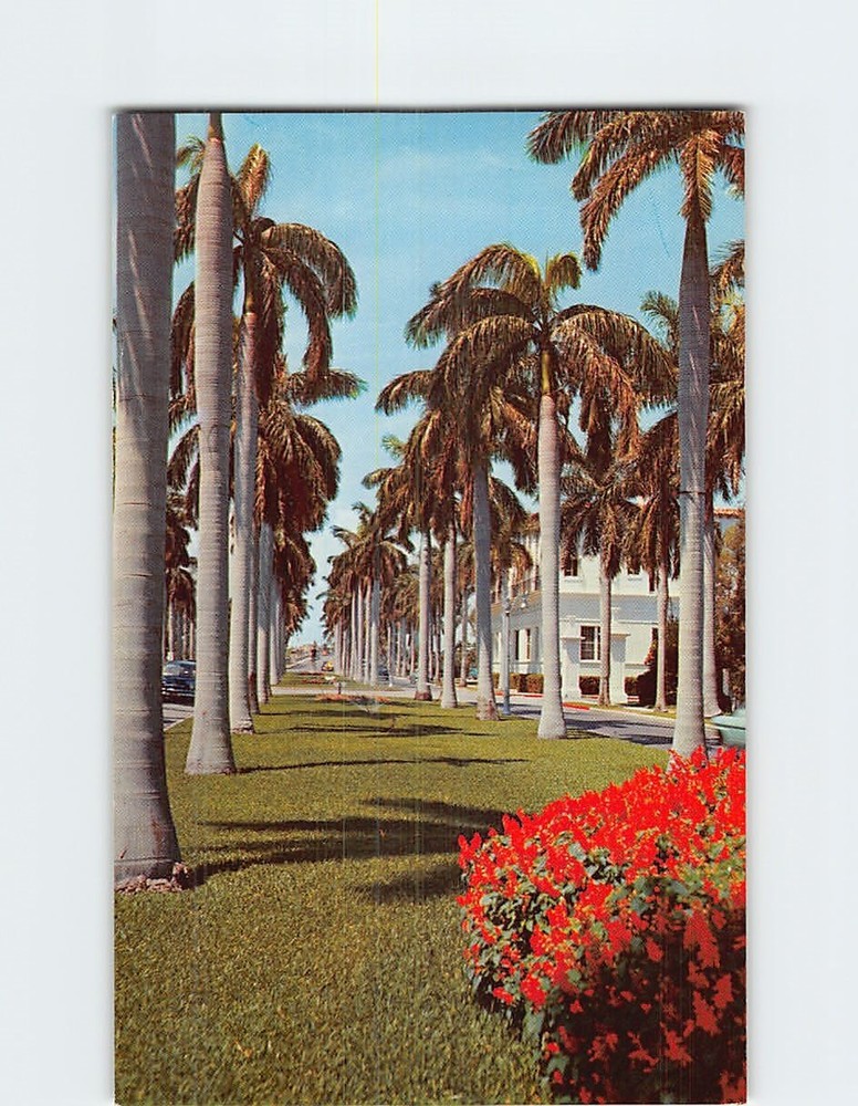 Postcard Avenue of Royal Palms Florida USA