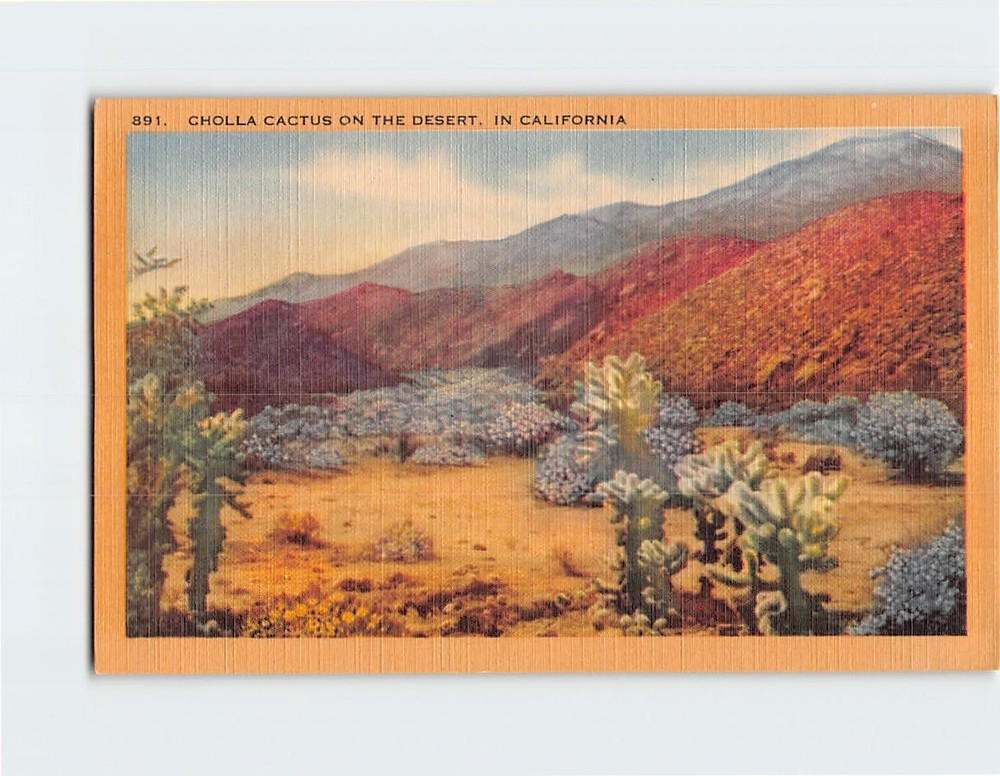 Postcard Cholla Cactus on the Desert California USA