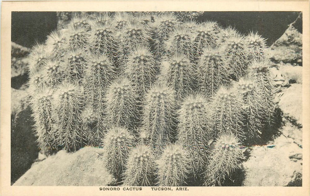 1920s Tucson Arizona Sonoro Cactus Rasmessen Albertype  Postcard 25-8938