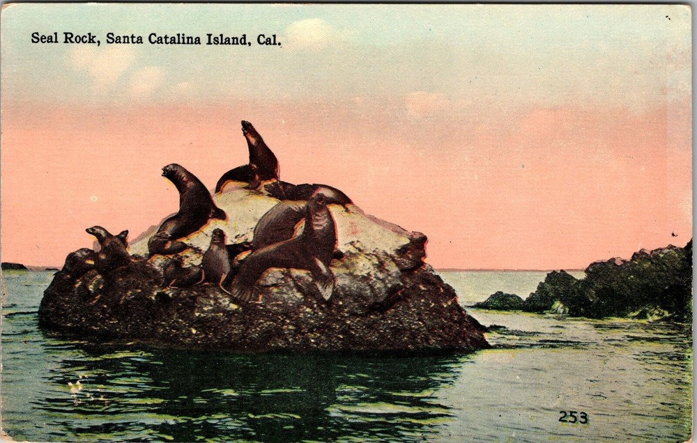 Catalina Island CA-California, Scenic, Seals on Rock, Vintage Postcard