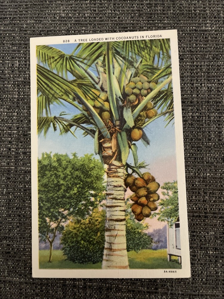 Vintage Linen Postcard Miami, Florida~ Palm Tree Loaded w/Coconuts