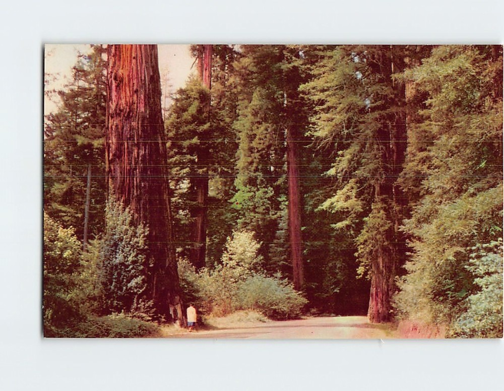 Postcard Redwood Empire San Francisco California USA