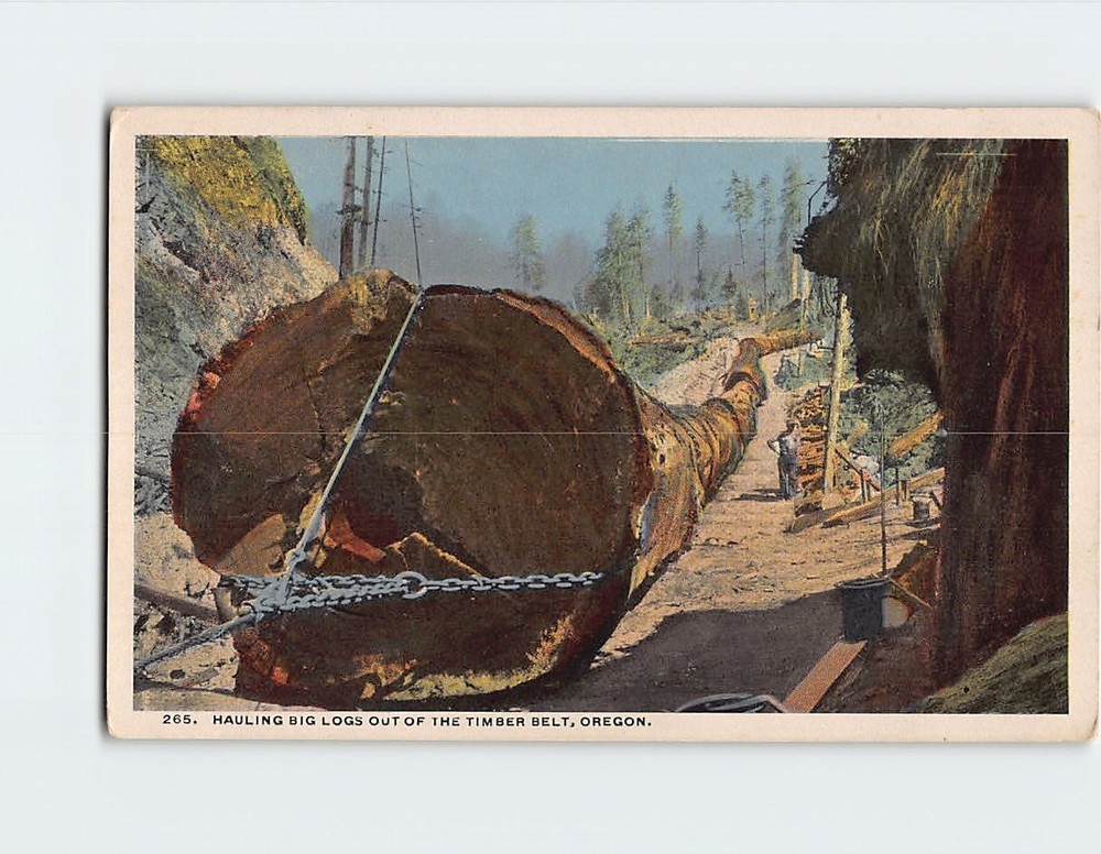 Postcard Hauling Big Logs Out of the Timber Belt Oregon USA
