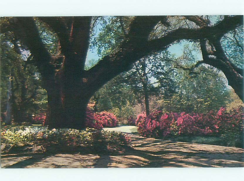 Pre-1980 GARDEN SCENE Mobile Alabama AL m/09 AF6338