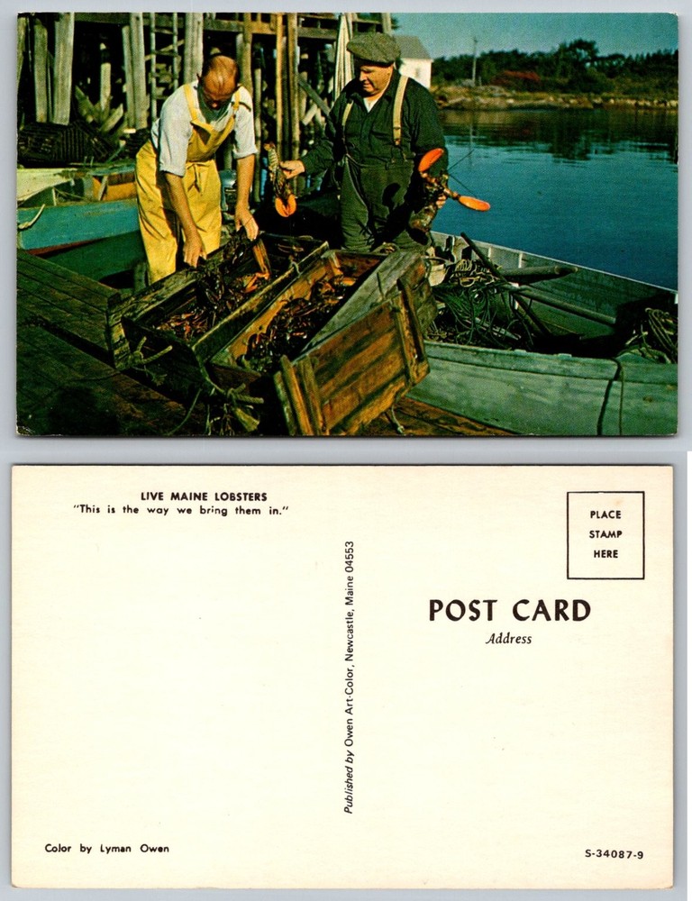 Vintage Maine Lobstermen Postcard Live Lobsters Owen Art-Color Photo