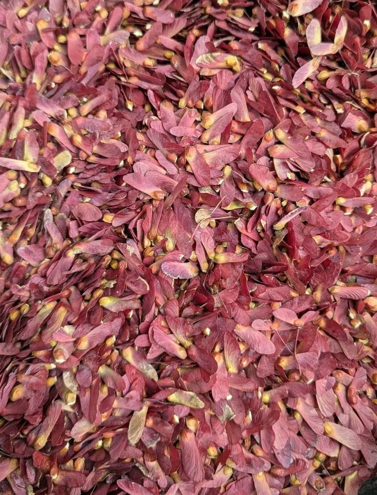 Red Japanese Maple Tree Seeds - Acer Palmatum Atropurpureum - 50 Seeds-image