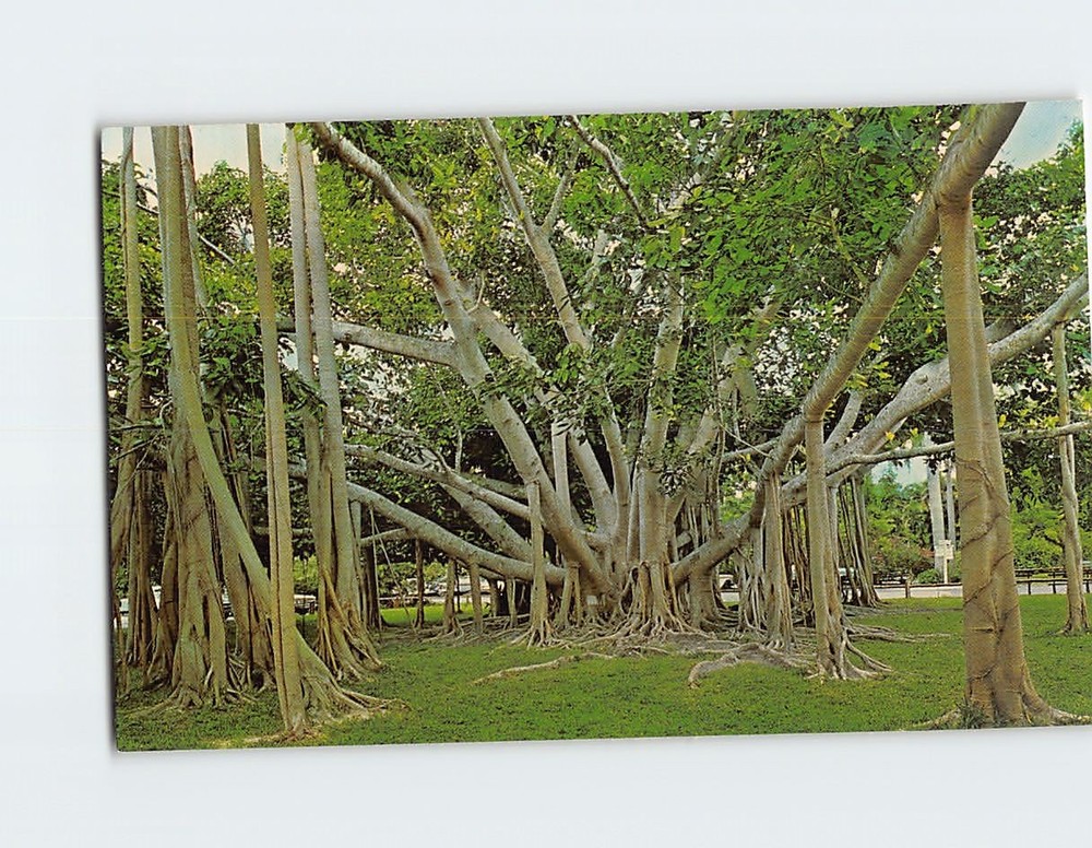 Postcard Banyan Tree Edison Winter Home Fort Myers Florida USA