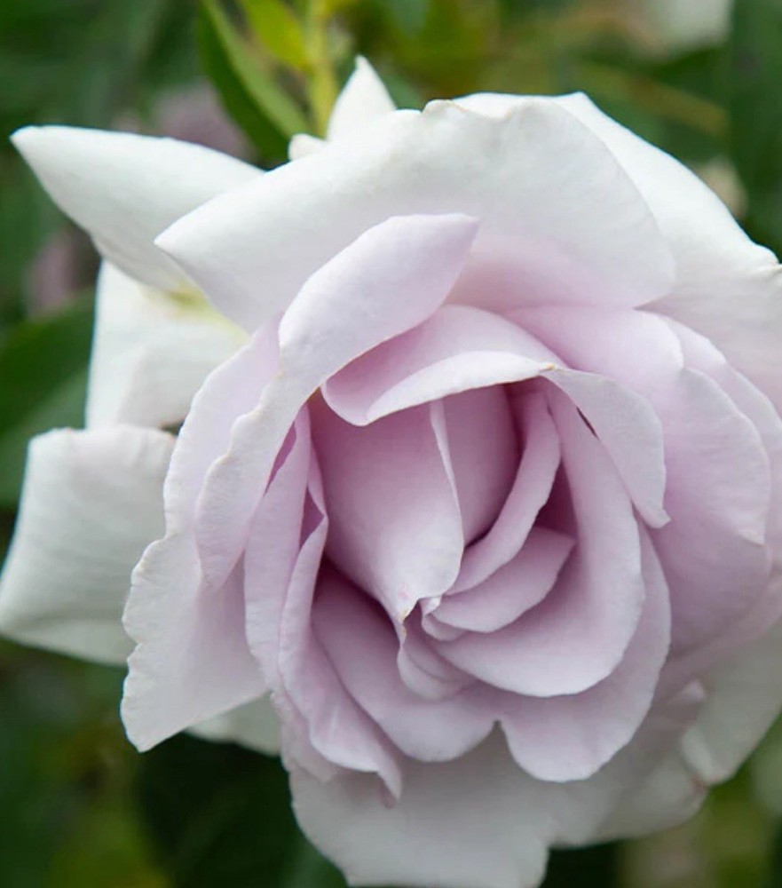 Lagerfeld Grandiflora Rose Bush.. Live Starter Plant