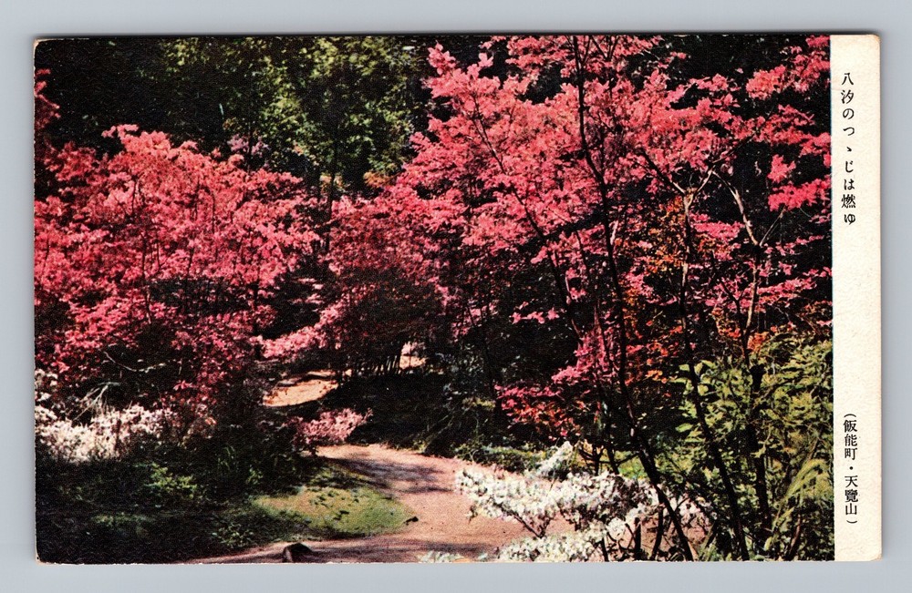 Japan- Cherry Blossom Trees Standard Souvenir Postal Old PC Vintage Postcard