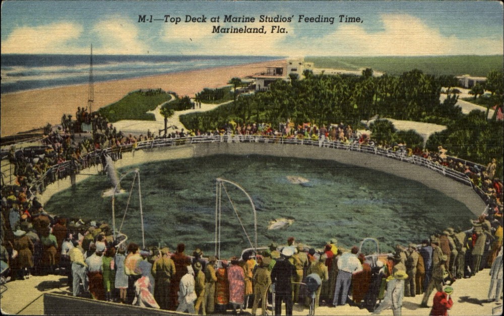 Marineland Florida FL dolphin feeding time porpoise ~ 1940s vintage postcard