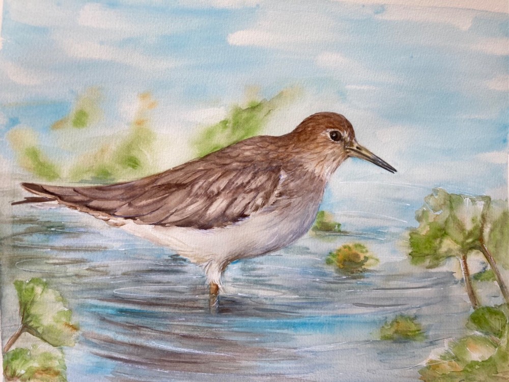 Original Watercolor Painting of a Sandpiper Bird in Natural Detail