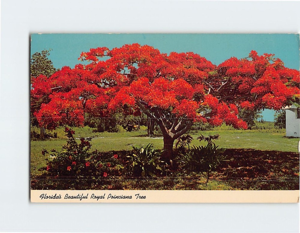 Postcard Floridas Beautiful Royal Poinciana Tree Florida USA